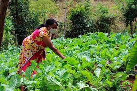 AdecorRwanda's tweet photo. #Vegetablefarming in #Rwanda is becoming more and more developed and it also shows a great role in improving the economy, reducing poverty, fighting malnutrition, self-sufficiency in food and providing employment, the climate and soil of Rwanda are suitable for vegetable farming. https://t.co/OXFEAhq7uf