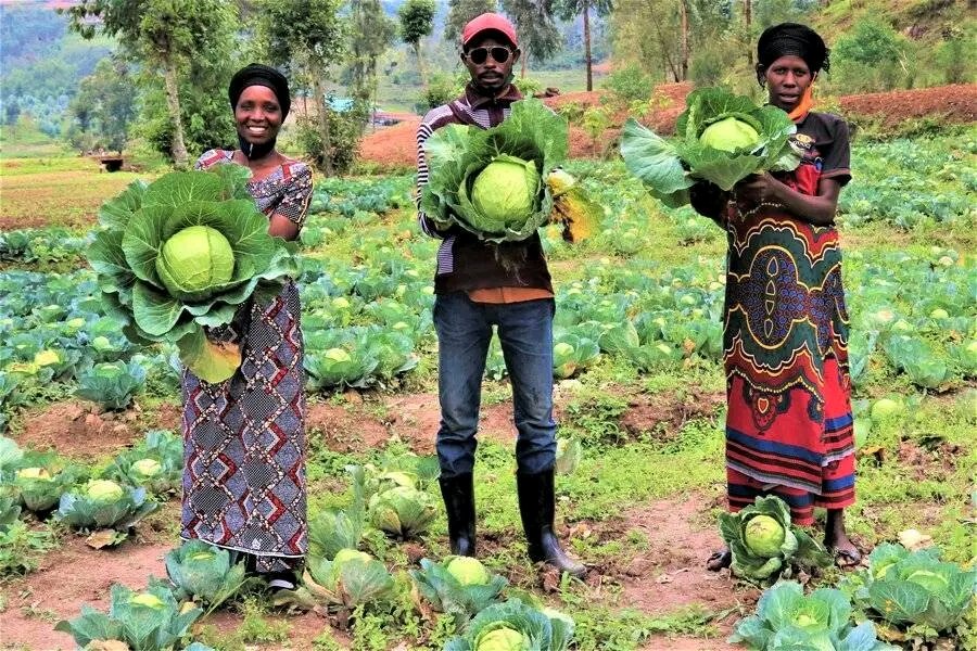 AdecorRwanda's tweet photo. #Vegetablefarming in #Rwanda is becoming more and more developed and it also shows a great role in improving the economy, reducing poverty, fighting malnutrition, self-sufficiency in food and providing employment, the climate and soil of Rwanda are suitable for vegetable farming. https://t.co/OXFEAhq7uf