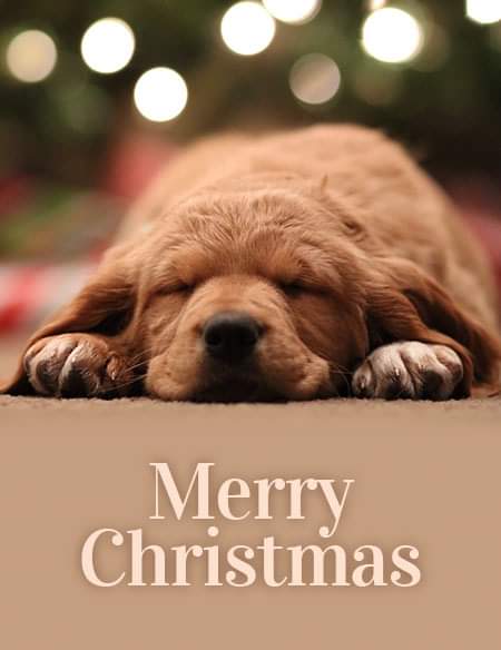 dbrplaatjes's tweet photo. 🎄 We hebben nog veel meer kerstplaatjes!  -->  https://t.co/jBvNTIMcuR

#kerst #kerstmis #feestdagen #rendier #kerstman #kerstfilm #kerstmuziek #kerstboom #kerstsfeer #kerstversiering #kerstdiner #kerstplaatje #kerstkaart #kerstwens #kerstmarkt #puppy #hond #huisdier #lief https://t.co/ST8Tjvqrdj