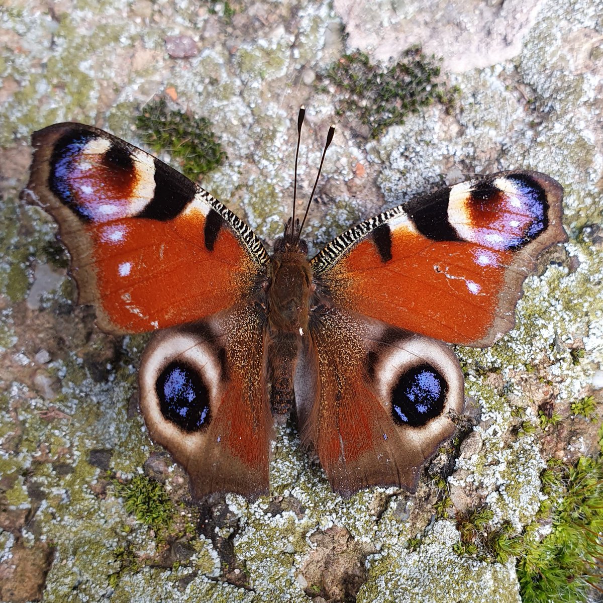 We're recruiting! 
Scientist position (f/m/x) to do Citizen Science in the new #HorizonEU project UGPplus.
We want to expand #biodiversity monitoring in urban areas in support of Urban Greening Plans in Europe.
Application deadline: 10 January 2024.
recruitingapp-5128.de.umantis.com/Vacancies/2867…