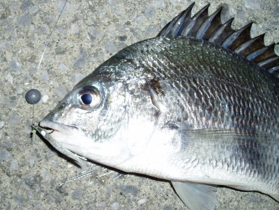 oni03's tweet image. Oリグは2号か1.5号の丸オモリを使いますが、どうやらオモリも含めてバイトしてくる感じなので、タコベイトを付けたり匂い系のワームを付けたり、色々と楽しんでいました。今はエストラマー素材の浮力のあるワームを試してみたいです。
saltwaters.jp/ch/ch031.html