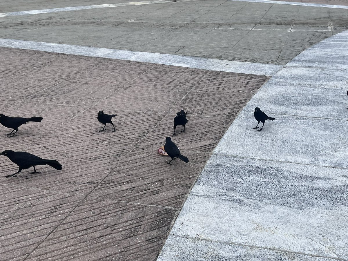 FSNatureWatch's tweet image. #FSNatureWatch those #birds! #Citizenscience, #communityscience, all the #data we can gather to help #christmasbirdcount happen! #jointhefun!