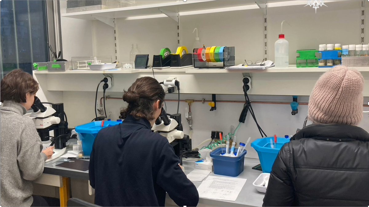 Biologie ENS (@biologie_ens) on Twitter photo 🔬Joli succès pour le cours pratique de M1 Developmental Biology at the Bench, où les étudiant.e.s développent par trinômes un mini projet scientifique. Merci aux enseignant·es <a href="/IBENS_ENS/">IBENS</a> Iris Salecker <a href="/MGendrel/">Marie Gendrel</a> Xavier Morin, et Maria Castro monitrice <a href="/Biologie_ENS/">Biologie ENS</a>👍#BioENSMaster 🔬Joli succès pour le cours pratique de M1 Developmental Biology at the Bench, où les étudiant.e.s développent par trinômes un mini projet scientifique. Merci aux enseignant·es <a href="/IBENS_ENS/">IBENS</a> Iris Salecker <a href="/MGendrel/">Marie Gendrel</a> Xavier Morin, et Maria Castro monitrice <a href="/Biologie_ENS/">Biologie ENS</a>👍#BioENSMaster