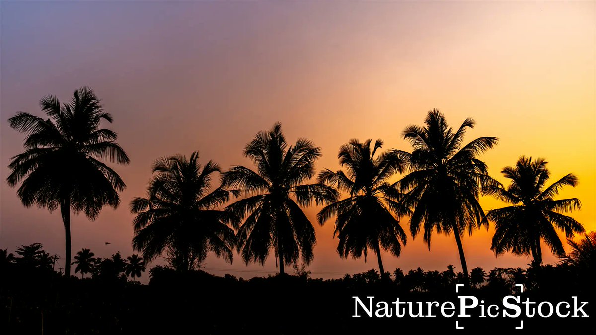 privinsathy's tweet photo. Sunset with coconut trees: A tropical paradise where the sun sets behind swaying coconut trees, creating a serene coastal ambiance. It's a classic beach scene celebrated for its natural beauty.

https://t.co/WayBhJ85iT https://t.co/p2cp4clPul