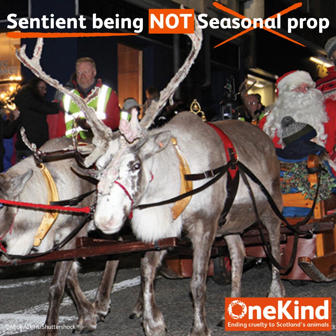 ❗Let's celebrate Christmas without cruelty. We must cease the use of live reindeer in festive displays! 🦌 Please take a moment to read our latest blog today, 'Sentient being not seasonal prop: stop the use of live reindeer at events' ➡️ 🔗 onekind.org/blog/sentient-…