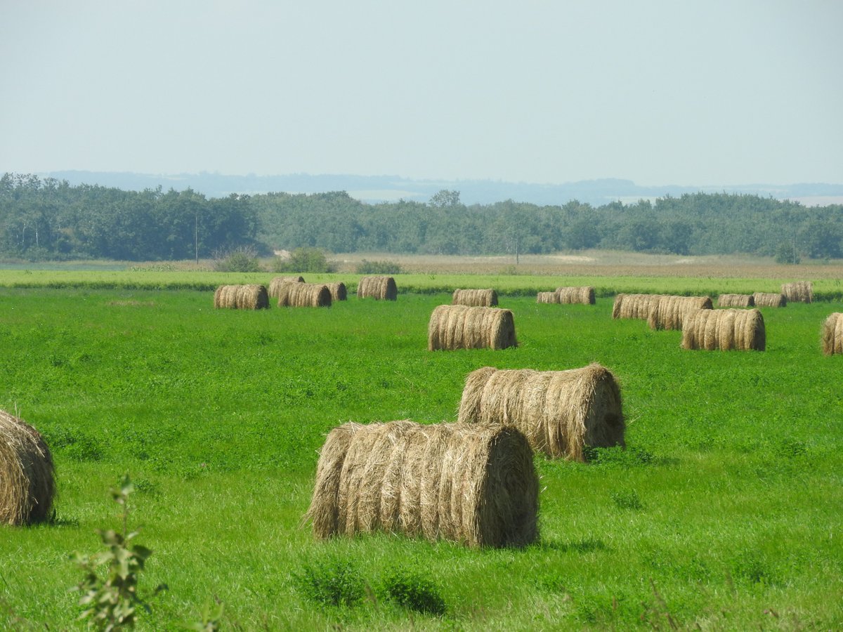 MBGovAg's tweet photo. #MBAg is hosting Beef and Forage Days in January. Check out the locations, dates and agendas at https://t.co/oVqJ8atEja. #MBBeef https://t.co/jAzesleRrX