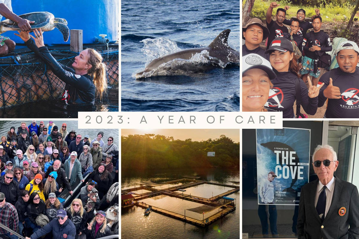 Dolphins go free, a new turtle hospital and so much more – what a year it’s been: bit.ly/48rxr56 🐬 🐢  #DolphinProject