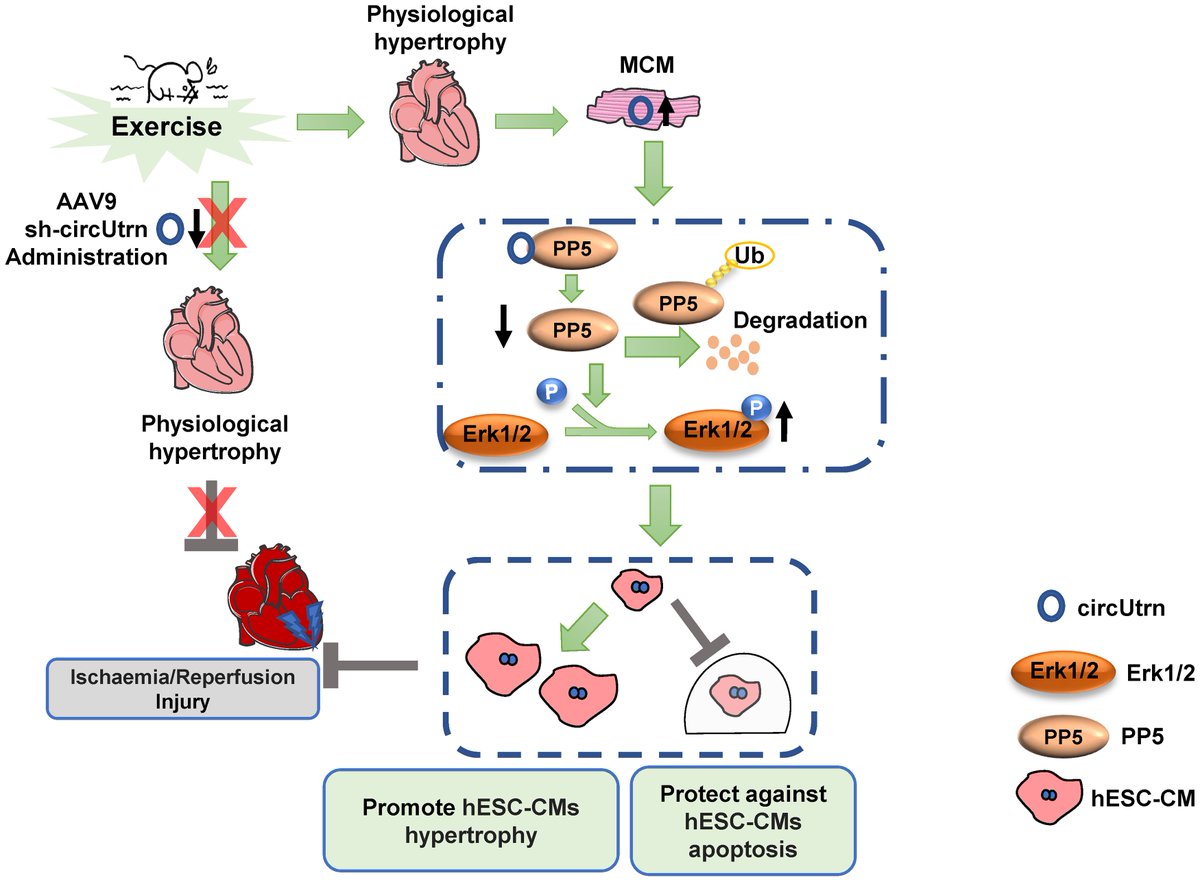 icorvilud's tweet image. Exercise-induced circular RNA
✍️Exercise training upregulates favourable RNA changes
✍️Mechanisms required for cardiac physiological hypertrophy
✍️Exercise and its prevention role of  myocardial ischaemia–reperfusion injury
doi.org/10.1093/cvr/cv…
#exerciseworks #RNAbasedtherapy