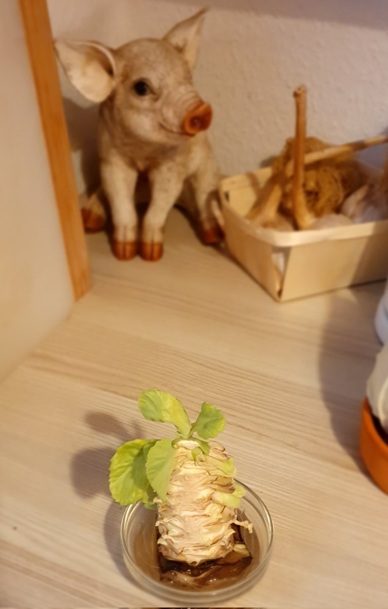 Huculinka's tweet photo. I bet you all still buy cabbage like suckers while you could just re-grow it from the stem after eating it. ๐ #FreeCabbage
But that's what Big Farmer doesn't want you to know, all the media are in on the cover-up. #conspiracy #WakeUpSheeple https://t.co/dzyDuooUp6