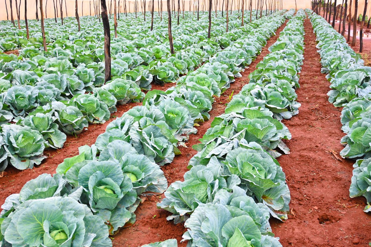 Seed Co Vegetables Zim tweet media