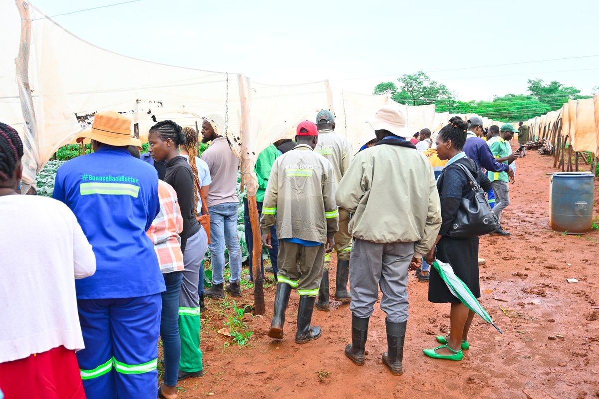 Seed Co Vegetables Zim tweet media