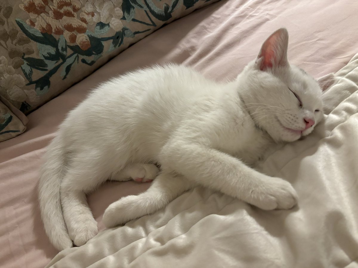 He will have to move before @NigelCGuy come back from school run as he’s not allowed in our bedroom, but oh he looks so comfy