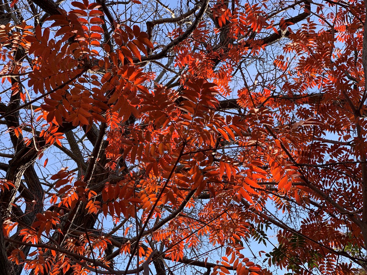 yellow foliage vs. red foliage

Which one do you prefer?

#HamarikyuGardens #fallcolors #fallfoliage #autumncolours #autumnfoliage #autumnleaves #leafpeeping