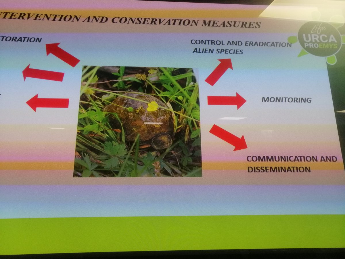 WWFitalia's tweet photo. "Le principali minacce per la #testuggine palustre europea sono la distruzione delle zone umide e l'introduzione di specie aliene invasive"
Progetto #LIFE #Urca Proemys
Andrea Agapito #WWF Italia https://t.co/zix3n6uA3p