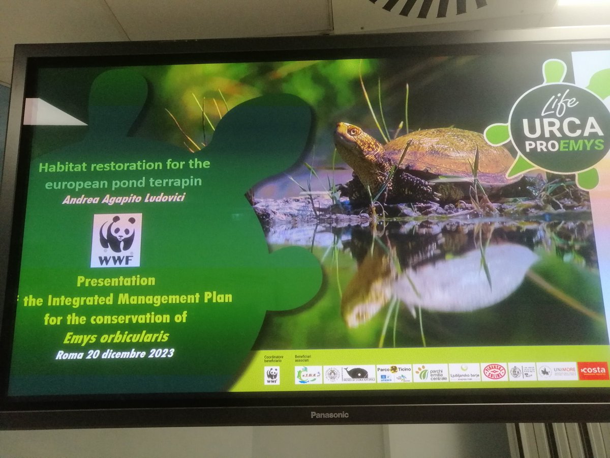 WWFitalia's tweet photo. "Le principali minacce per la #testuggine palustre europea sono la distruzione delle zone umide e l'introduzione di specie aliene invasive"
Progetto #LIFE #Urca Proemys
Andrea Agapito #WWF Italia https://t.co/zix3n6uA3p