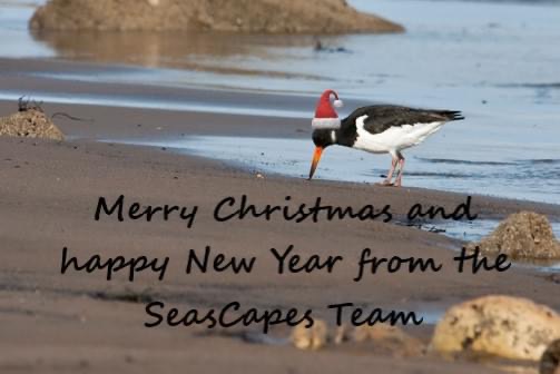 Merry Christmas from everyone at SeaScapes 🐳🐬🦭🦞🦈🌊