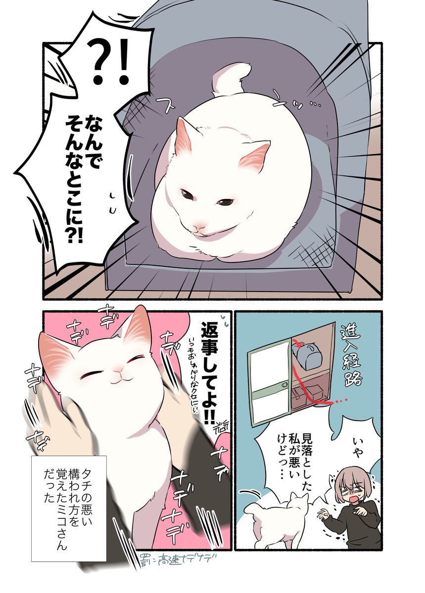 起床したら猫が行方不明になってた話(2/2)
 #漫画が読めるハッシュタグ
 #愛されたがりの白猫ミコさん 