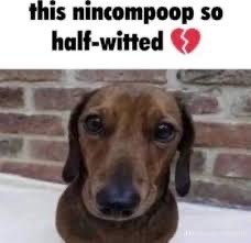 CatEnjoyer58's tweet image. 