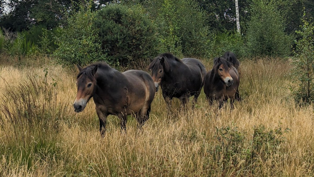 Our four Exmoor ponies are currently enjoying themselves on the West Common of Stoke Common! They will be happily grazing here until early March. With an abundance of natural food available, it's important to refrain from feeding or approaching them. #ExmoorPonies #StokeCommon