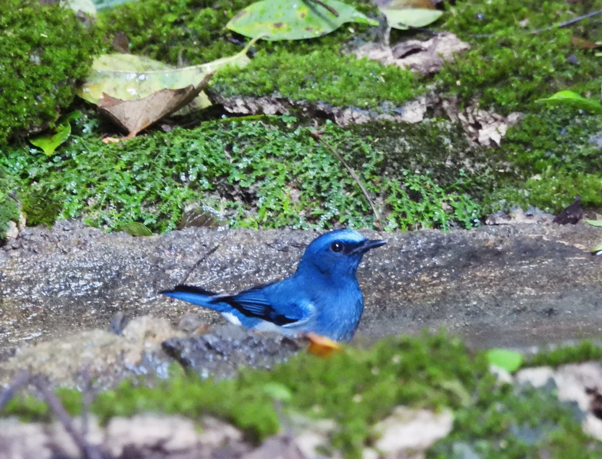 PlantChaser's tweet photo. Hainan blue-flycatcher (Cyornis hainanus)
Kaeng Krachan National Park, Thailand
November 2023
Bird#193
#hainanblueflycatcher #flycatcher #forestbird #birdwatching #birding #birdphotography #birdphoto #birdsinhabitat #wildbirds #nature #birdsoftheworld https://t.co/EPFVTYLIGZ
