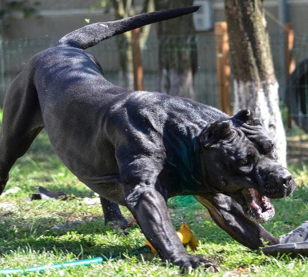 Over halfway through my latest novel 'My Shadow Falls Before Me' featuring Titus Andronicus, a 165 pound Perra de Presa Canario, bred to kill. A dog breeder, a priest and The Spaniard. Unleash Hell. #crimethrillerbooks #author #writingcommunity #booklovers