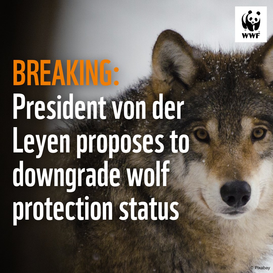 WWFEU's tweet photo. 🚨BREAKING!🚨 @vonderleyen sacrifices conservation success of the #wolf 🐺for her own political gain!

This flies in the face of science and public opinion.

We're calling on Member States to reject the proposal! https://t.co/9SvuY9OFWi
