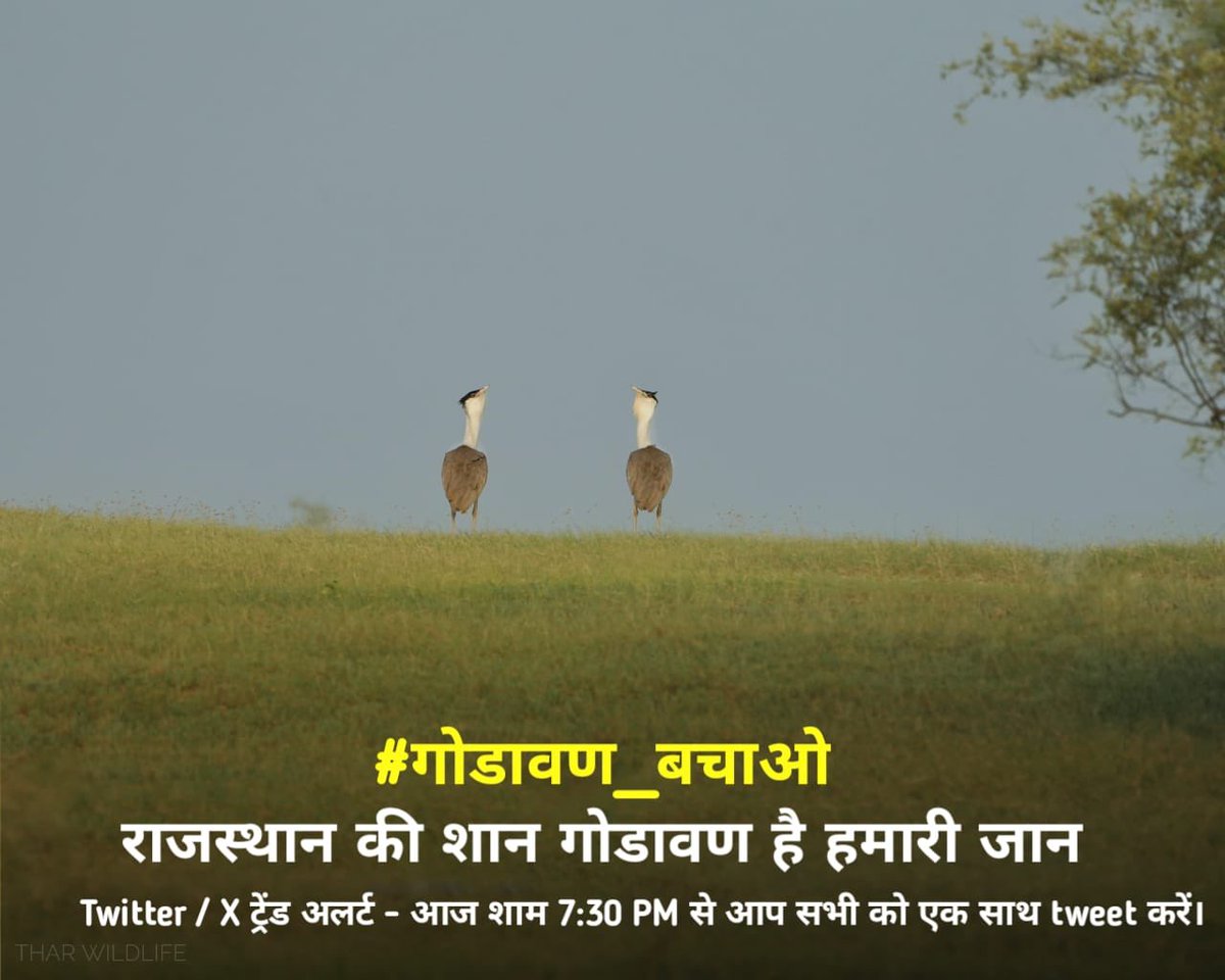 thardesertphoto's tweet photo. आज आप सभी को गोडावण को बचाने के लिए आगे आना है मित्रों। ज़्यादा से ज़्यादा ट्विट करने है। @ForestRajasthan के नाक के नीचे ही कुत्तों ने गोडावण को नोच लिया। ये तो हमारी तेज निगाहो ने देखा है।कितने गोडावण DNP में मरते होंगे।कोई जानकारी बाहर नहीं आती। @RadheBishnoi___
#गोडावण_बचाओ https://t.co/7dwWhh9Auz