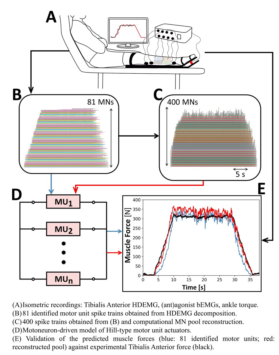 🚨 Our latest study is available in PLOS Comput Biol

👉 doi.org/10.1371/journa…

'Motoneuron-driven computational muscle modelling with motor unit resolution and subject-specific musculoskeletal anatomy'

In brief, we predict muscle forces from experimental spike trains (HDEMG).