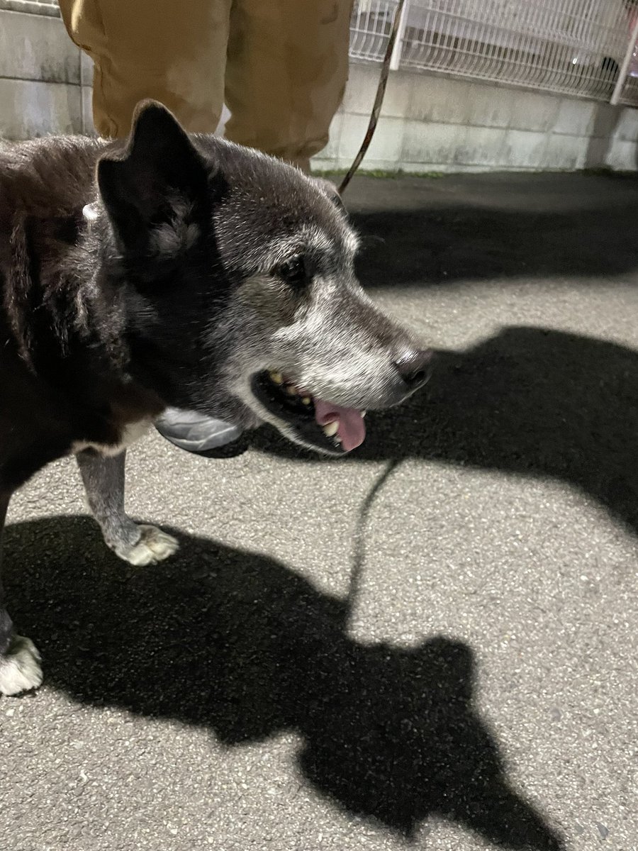 nekoneko__112's tweet photo. #迷い犬   #拡散RTお願いします 
堺市中区毛穴町にて迷い犬を見つけました
　
結構お年を召し��男の子です　
お心当たりあれば連絡をお願いします https://t.co/TEOvO3vVeu