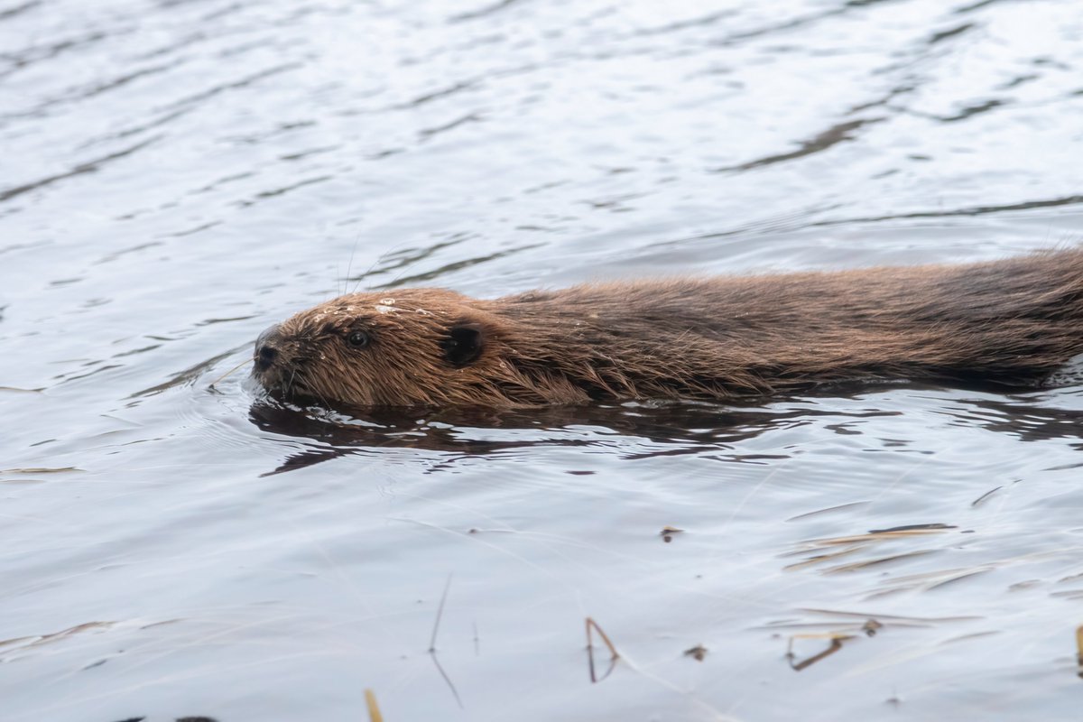 Beavers are back in the Cairngorms! 🎉 This is the first out-of-range translocation (beyond where natural expansion would be expected in the short term) & sees the return of beavers to the area for the first time in around 400 years 🙌 Find out more 👇 buff.ly/3RudzYj