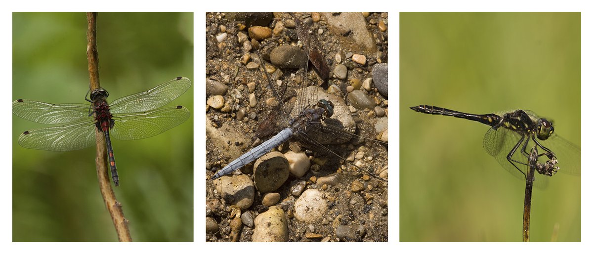 Brighter dragonfly species fly in summer than in spring and fall. However, this colour pattern is changing – probably due to climate change. This was discovered by a team of researchers from @GlobalChangeEco at #UniWürzburg. Published: @NatureComms ➡️uni-wuerzburg.de/en/news-and-ev…