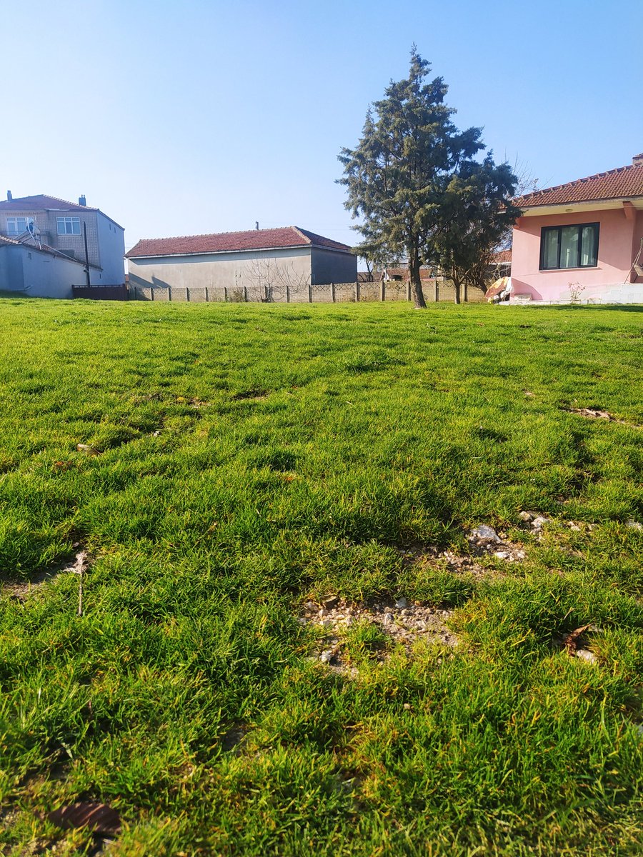 Bahçemde yeşilin cümbüşü...