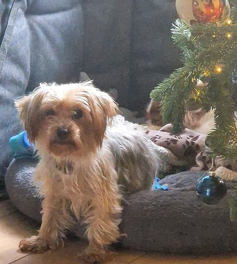 Margaret Smith tweet media