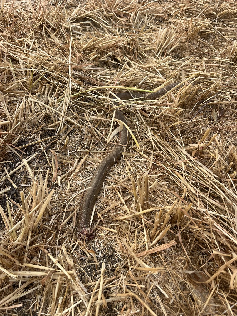 Picking up some sticks behind the header and stood on a freshly cut snake. Was still wriggling under my boot  ……