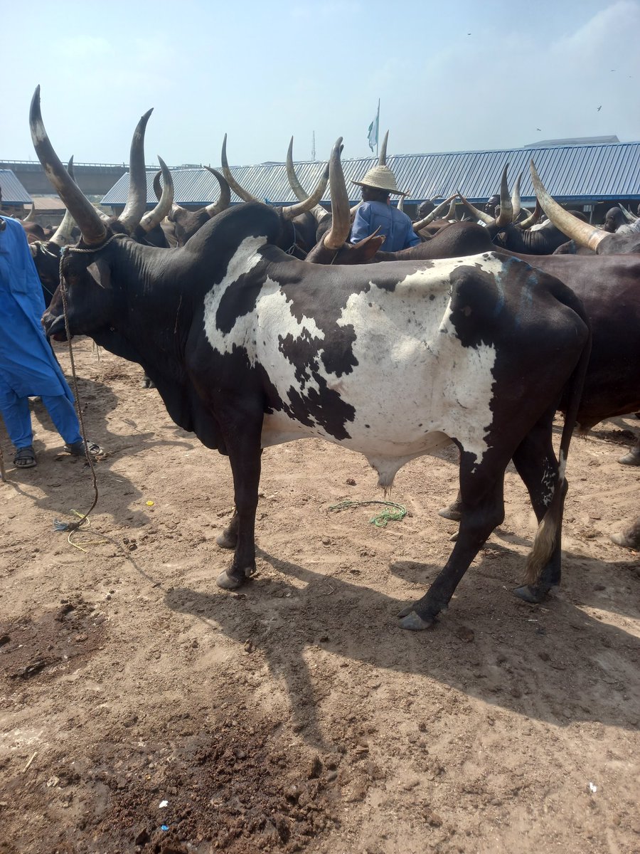 agresoteMeat's tweet photo. Giant cows are available. Send a DM to make your order https://t.co/7IcWNLNtIO