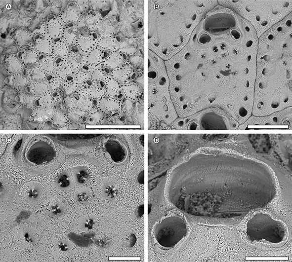 New: López-Gappa, Ezcurra, Martha & Pérez – Species of Inversiulidae Vigneaux, 1949 (Bryozoa: Cheilostomatida) in the early Miocene of Patagonia (Argentina), with a phylogenetic and palaeobiogeographical analysis of the family doi.org/10.1080/147720…