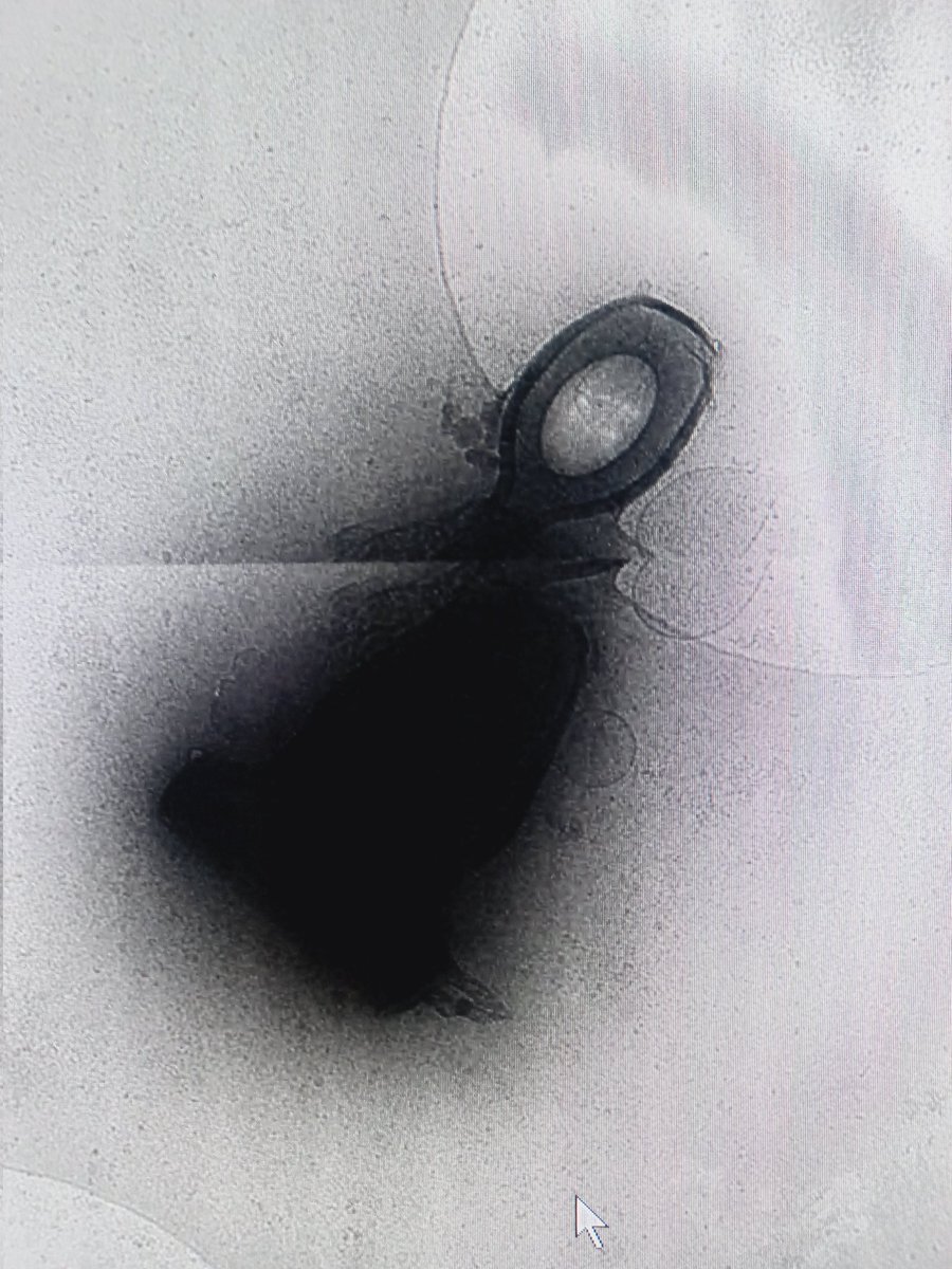 Liya Mukhamedova tweet media