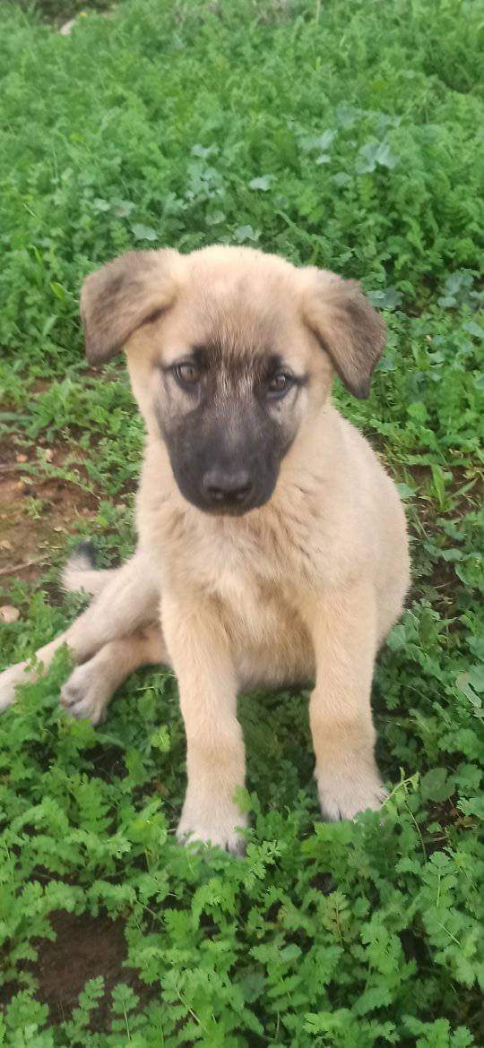 FChaniwn's tweet photo. Ο όμορφος κούταβος δυστυχώς ζει ακόμα έξω περιμένοντας την οικογένεια που θα ανοίξει το σπίτι της γι' αυτόν. Είναι περίπου 3 μηνών, ημίαιμο λυκάκι, φιλικός με όλους. Μήπως είσαι ο άνθρωπός του; ❤️🙏☎️ 6972020996 https://t.co/2z0r2KOSqB