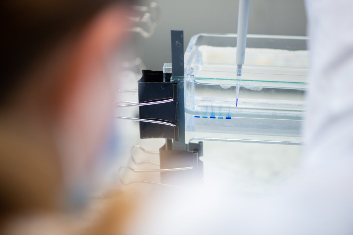 The CCC-N @MHH_life <a href="/yourUMG/">Universitätsmedizin Göttingen (UMG)</a> is a new member of the national network Genomic Medicine Lung Cancer #nNGM. The aim: to improve the survival and quality of life of #lungcancer patients in Germany through standardized diagnostics and advice. More information: bitly.ws/36Ftt