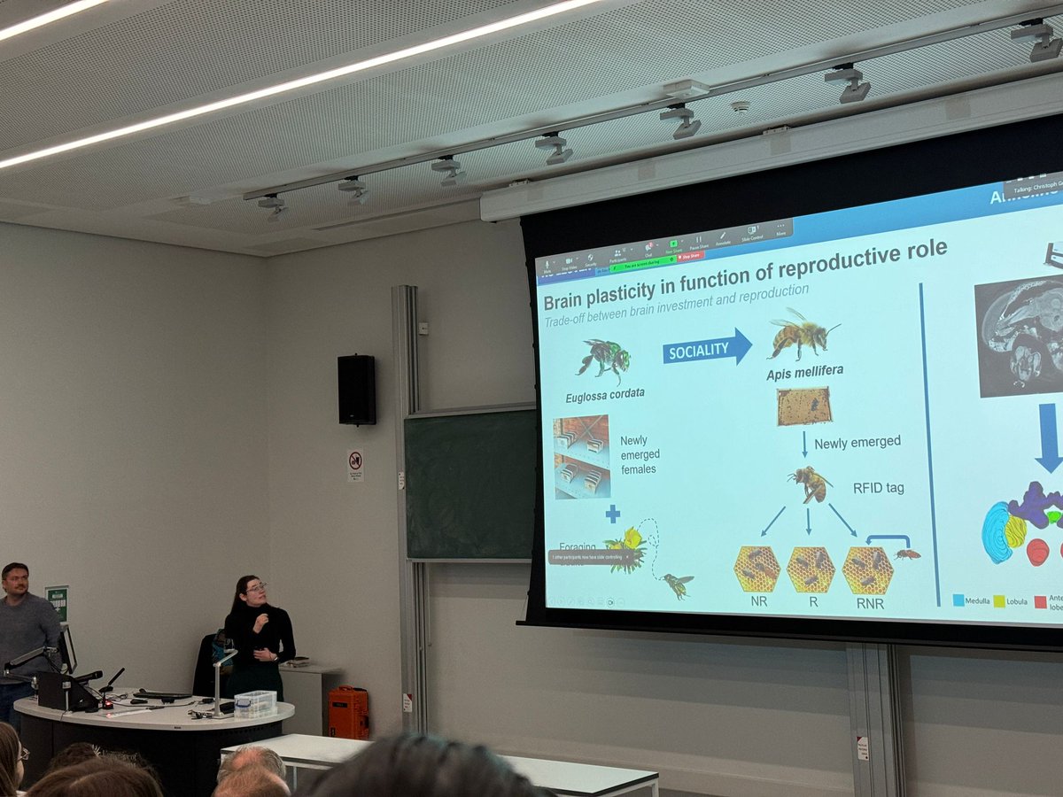 Had so much fun at <a href="/IUSSI_NWES/">IUSSI_NWES</a> winter meeting in Bristol. Very nice first conference experience! #bees #neuroanatomy #flashtalk <a href="/BiologyKULeuven/">Biology | KU Leuven</a> <a href="/kuleuven_fwet/">Fac Wetenschappen</a>