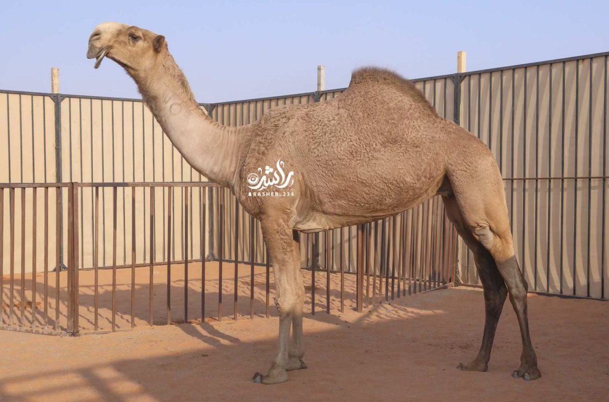 الرقم الاول في ذرا صبيان يام
الفوز ما يستاهله كود اهله

حنا حضرنا للتحدي و الزحام
نبغي ننزل كل واحد منزله

#سعد_السبوق 
#سمو_الشعل