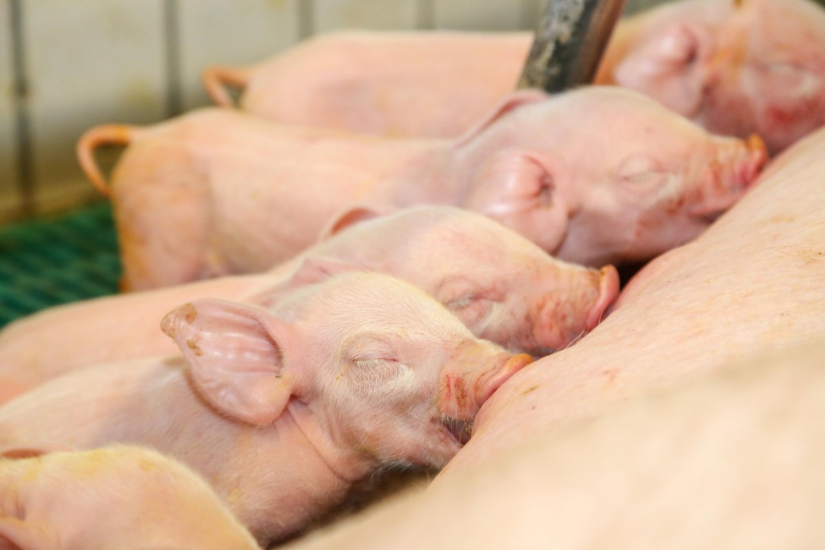 FokusTierwohl's tweet photo. In den letzten Jahren haben sich die biologischen Leistungen der Sauen kontinuierlich verbessert. Ein neuer Leitfaden des Netzwerks Fokus Tierwohl gibt Hinweise zum tierwohlgerechten Management großer Ferkelwürfe.
https://t.co/B1AZ4SaSRl https://t.co/mRo3NRvXh7