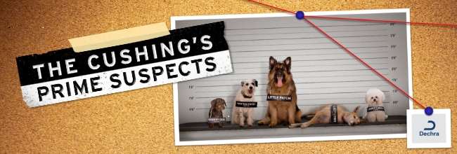 ArkVetcare tweet media