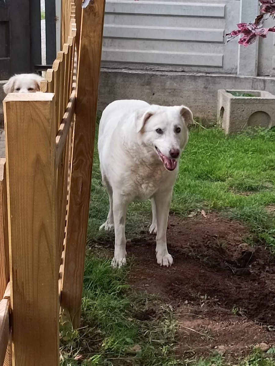 💔💔💔🌈 Ciao Chiara 😥😥😥sono solo passati sette mesi da quando sei arrivata qui a casa con il tuo inseparabile Buddy....sei sta una cagnolina dolce e tranquilla..la tua priorità era il cibo 😊.... .mi mancherai tantissimo sarai sempre nel mio cuore Tvb❤️❤️❤️la tua mamma