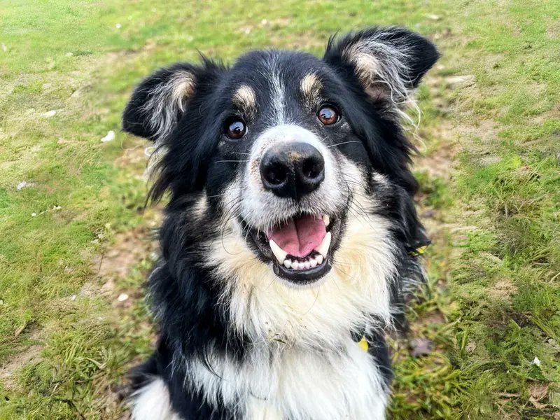 Animal Adoptions UK 🐕🦺🐈🐎❤️ tweet media