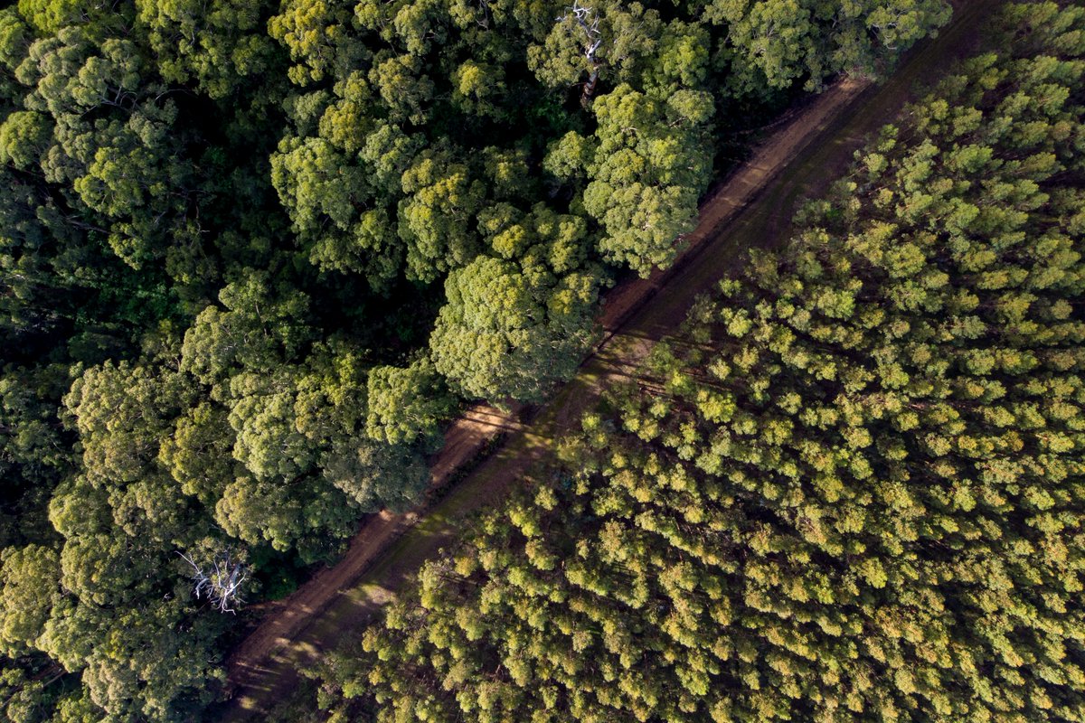 Older tree plantations can be more attractive to animals who are looking for a new home than younger plantations, according to a new study from @UniofSurrey: tinyurl.com/34s9487f

<a href="/oneinbillion/">Max Lu</a> #trees #proudtobesurrey #research Pic: <a href="/GettyImages/">Getty Images</a>