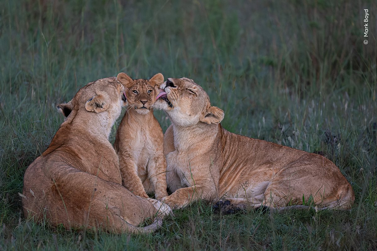 Did you know lionesses raise each other’s cubs as their own, sharing parenting duties? 🦁

Early in the morning, Mark Boyd watched as these lionesses groomed one of the pride’s five cubs in Kenya’s Maasai Mara.

Vote in our #WPYPeoplesChoice Award: bit.ly/WPY59-ViewPeop…