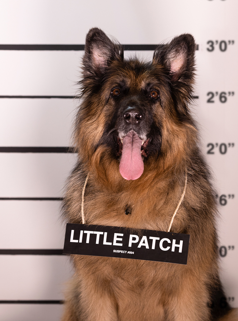 ArkVetcare tweet media