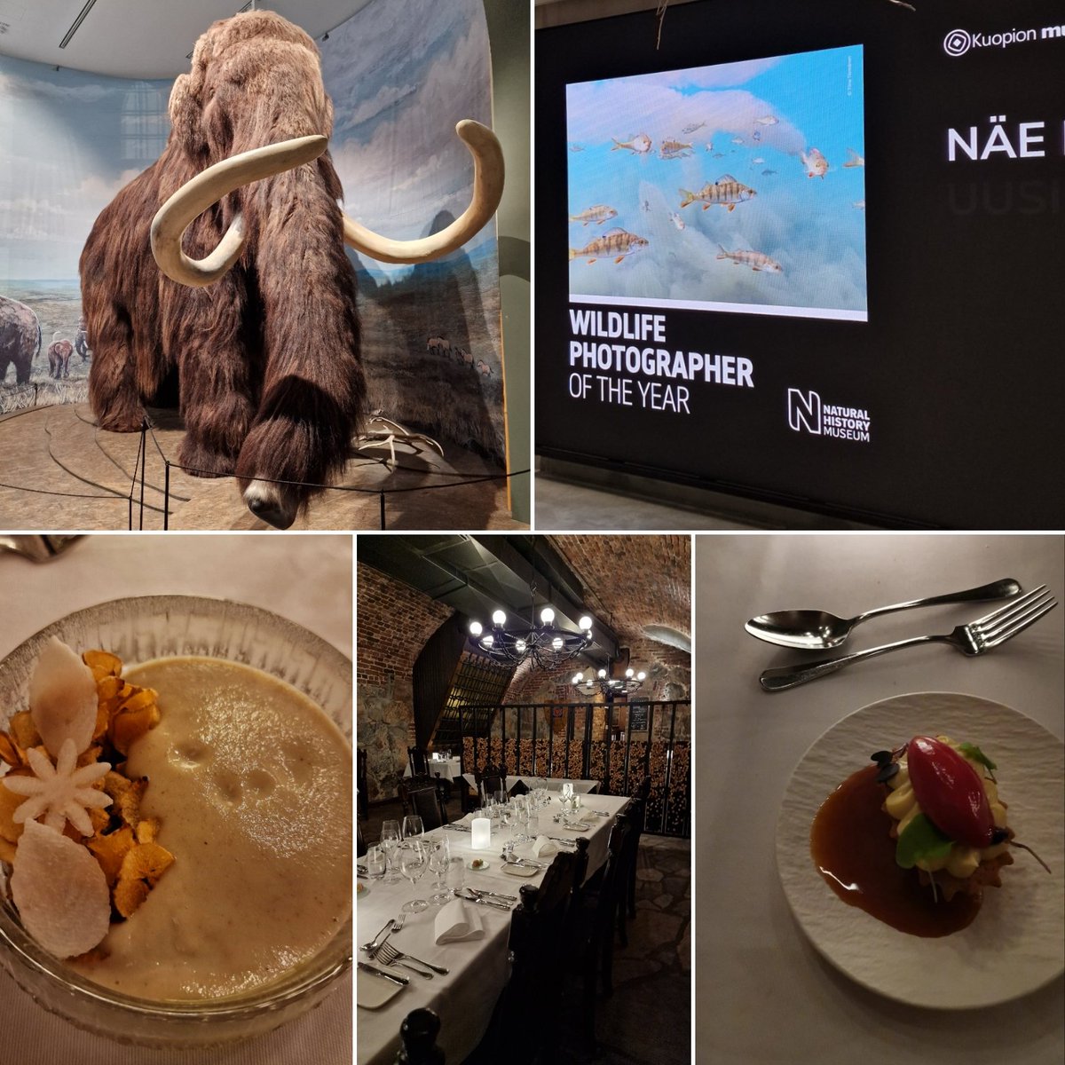 Mammoth 🦣, Musta Lammas and an evening of merriment for this year's Christmas lab get-together 🥰. We wish you all a happy and relaxing holiday season! 🎄 Exciting projects to start and science to be done in 2024, stay tuned! 👀