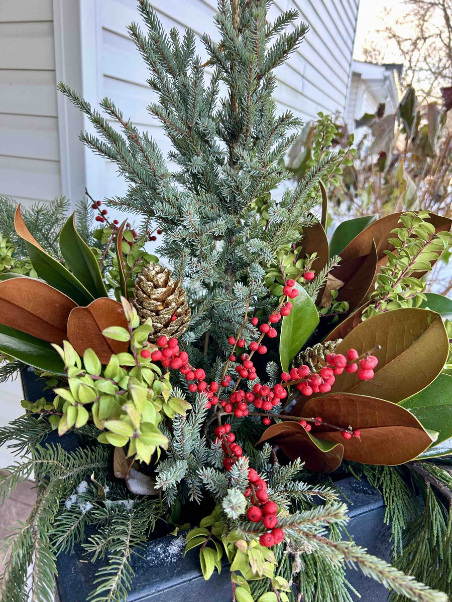 DAAlexanderCo's tweet image. Winter planters are such a vibe ✨ 

#daalexander #december #winter #planters #winterplanters #seasonalcolor #outdoordesign #vibes #seasons #wednesday #midweek #holidays #Christmas #holidaydecor #livonia #homedecor #loveyourlandscape